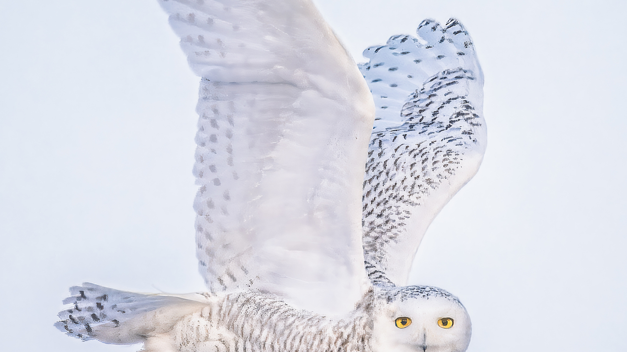 Silent Flight, Piercing Gaze!(DSC_4989)