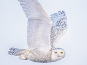 Silent Flight, Piercing Gaze!(DSC_4989)