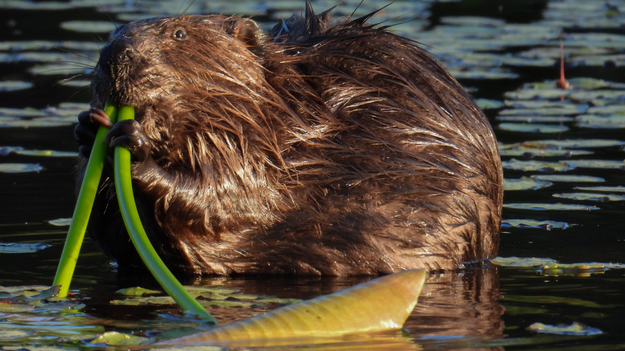 Busy beavers