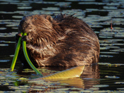 Busy beavers