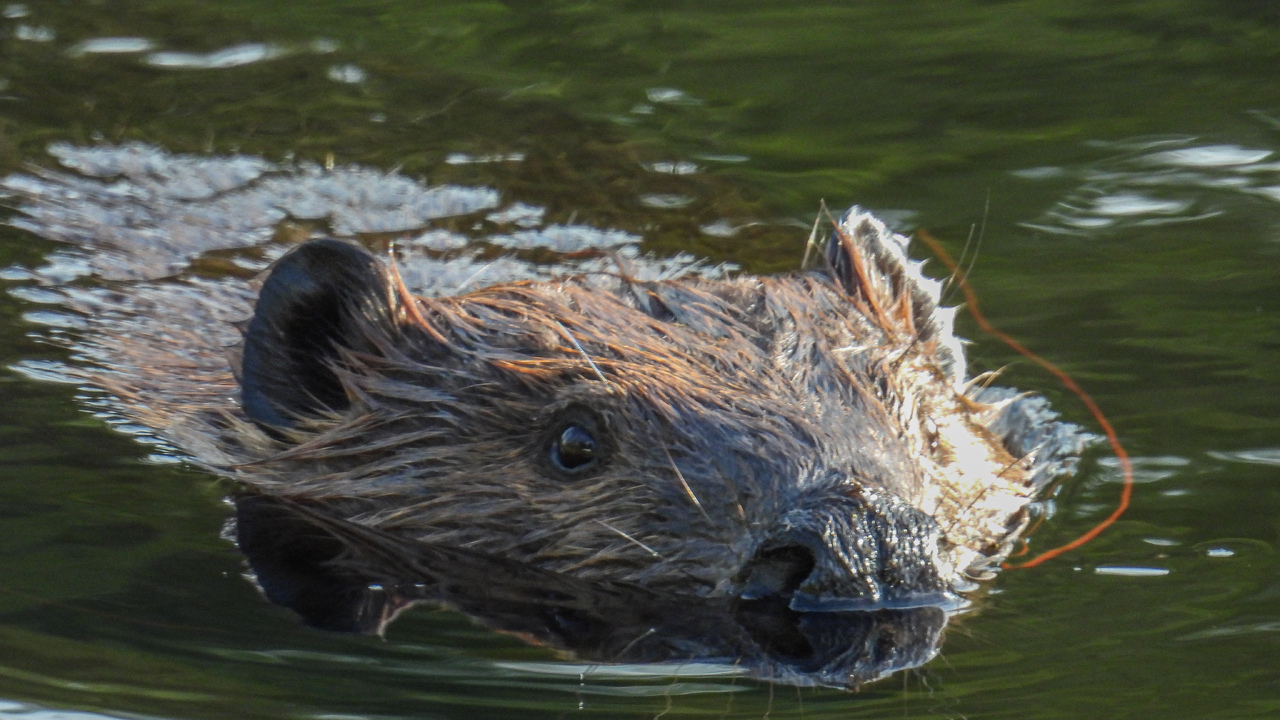 Busy beavers