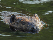 Busy beavers