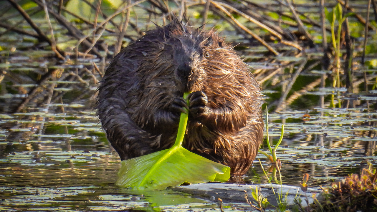 Busy beavers
