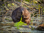 Busy beavers