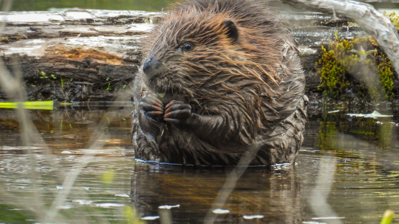 Busy beavers