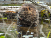 Busy beavers
