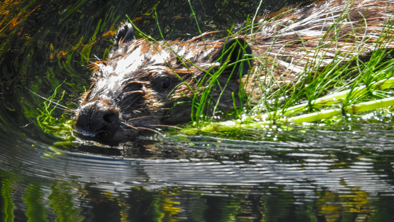 Busy beavers