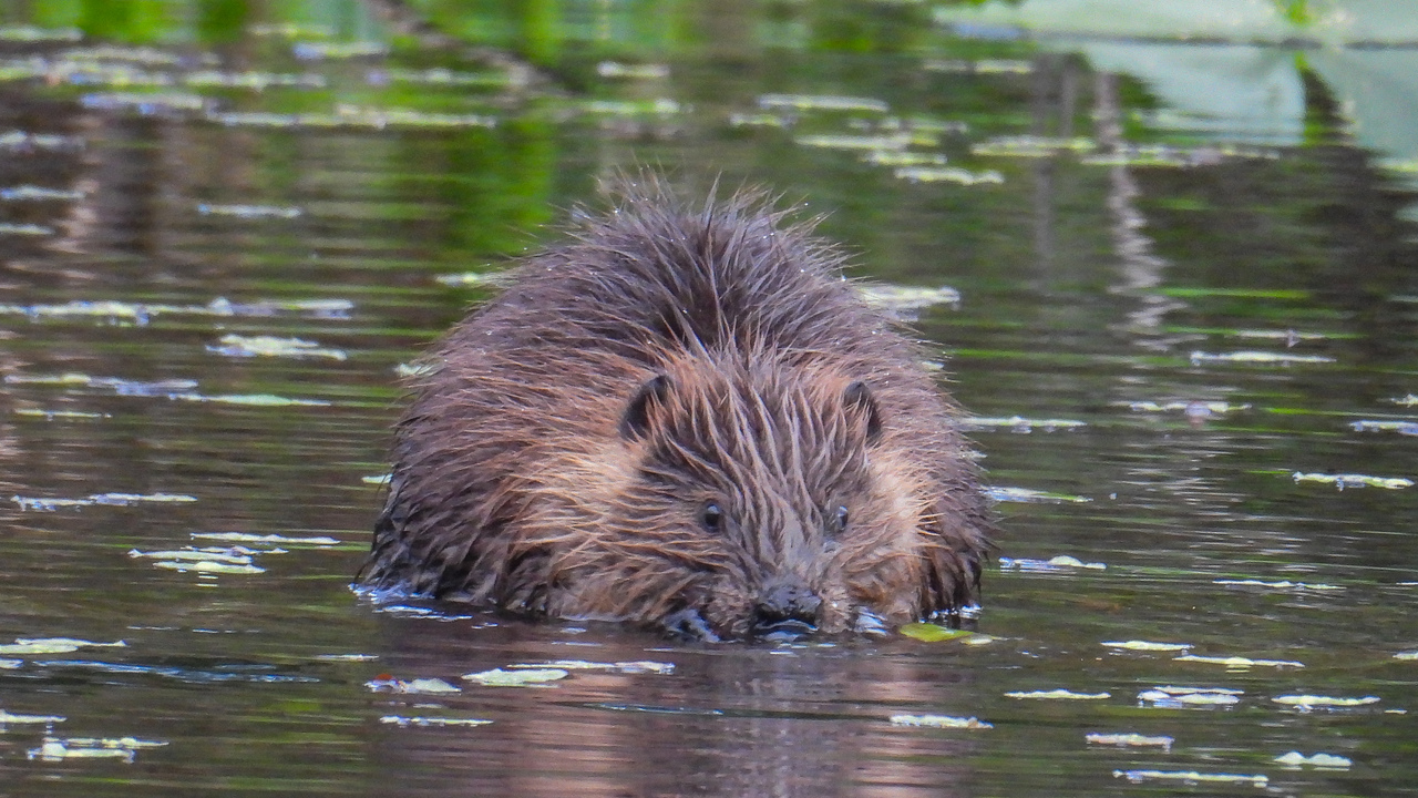 Busy beavers