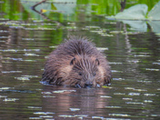 Busy beavers