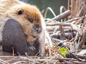 Canadian beaver 