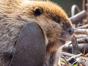 Canadian beaver 