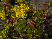 Oregon Grape