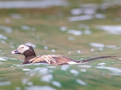 Long-tailed Duck