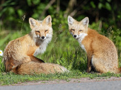 WHAT ARE YOU LOOKEN AT!!! 