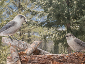 Geais du Canada (Perisoreus canadensis),