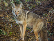 Coyotes 