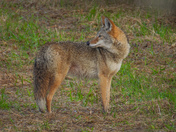 Coyotes 