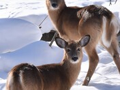 Shy but curious family of deer