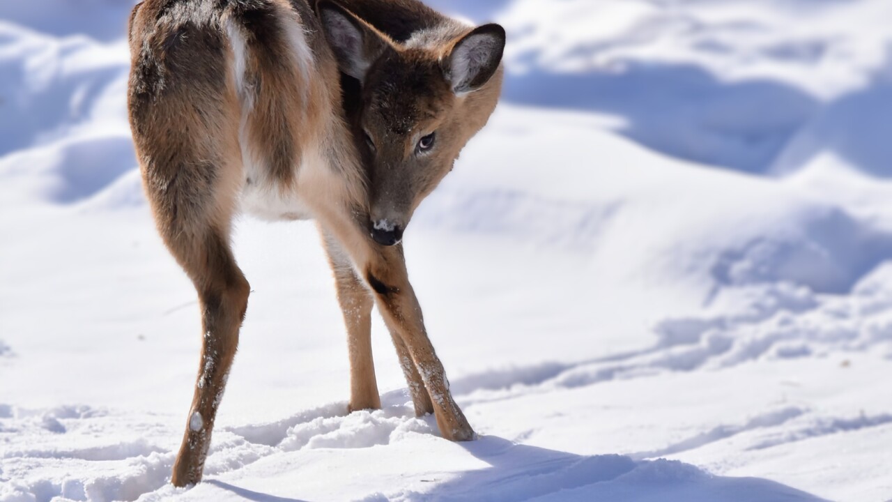 Shy but curious family of deer