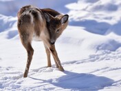 Shy but curious family of deer