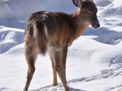 Shy but curious family of deer