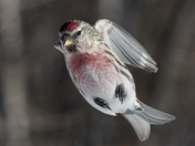 Common redpoll - Sizerin flammé