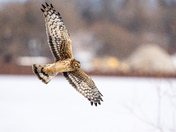 Urban Northern Harrier