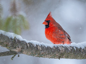 Winter tweetings ❄️🐦