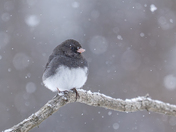 Winter tweetings ❄️🐦