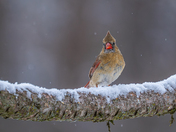 Winter tweetings ❄️🐦