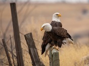 Interior farm landscapes