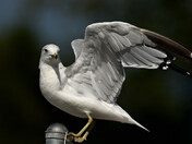 Ring-Billed Gull