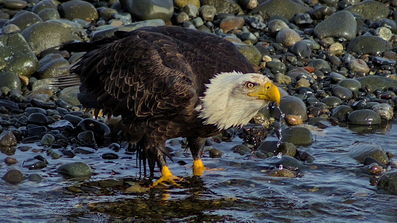 Drinking Fresh Water
