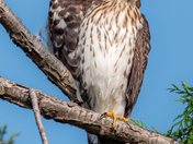 Cooper's Hawk Siblings