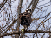 Osprey with a Fresh Catch