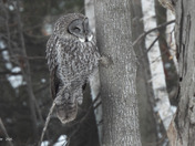 Great Grey Owl