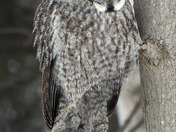 Great Grey Owl