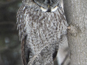 Great Grey Owl