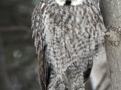 Great Grey Owl
