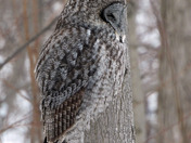 Great Grey Owl