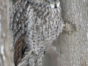 Great Grey Owl