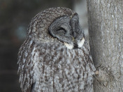 Great Grey Owl