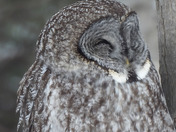 Great Grey Owl