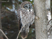 Great Grey Owl