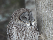 Great Grey Owl
