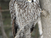 Great Grey Owl
