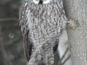 Great Grey Owl