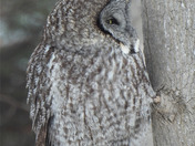 Great Grey Owl