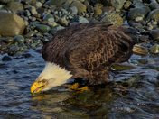 Drinking From A Stream
