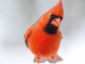 Cardinal Eye Contact